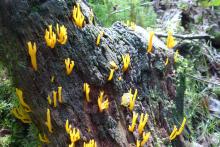 Calocera-viscosa