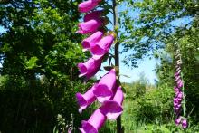 Foxglove